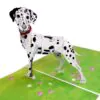 3D Přání - Dalmatin
